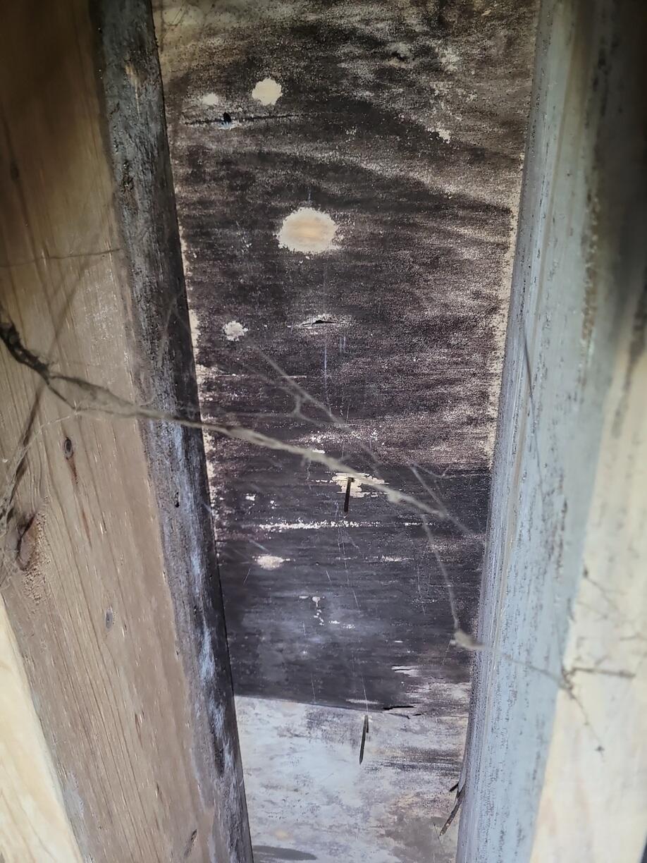 Mold & Mildew