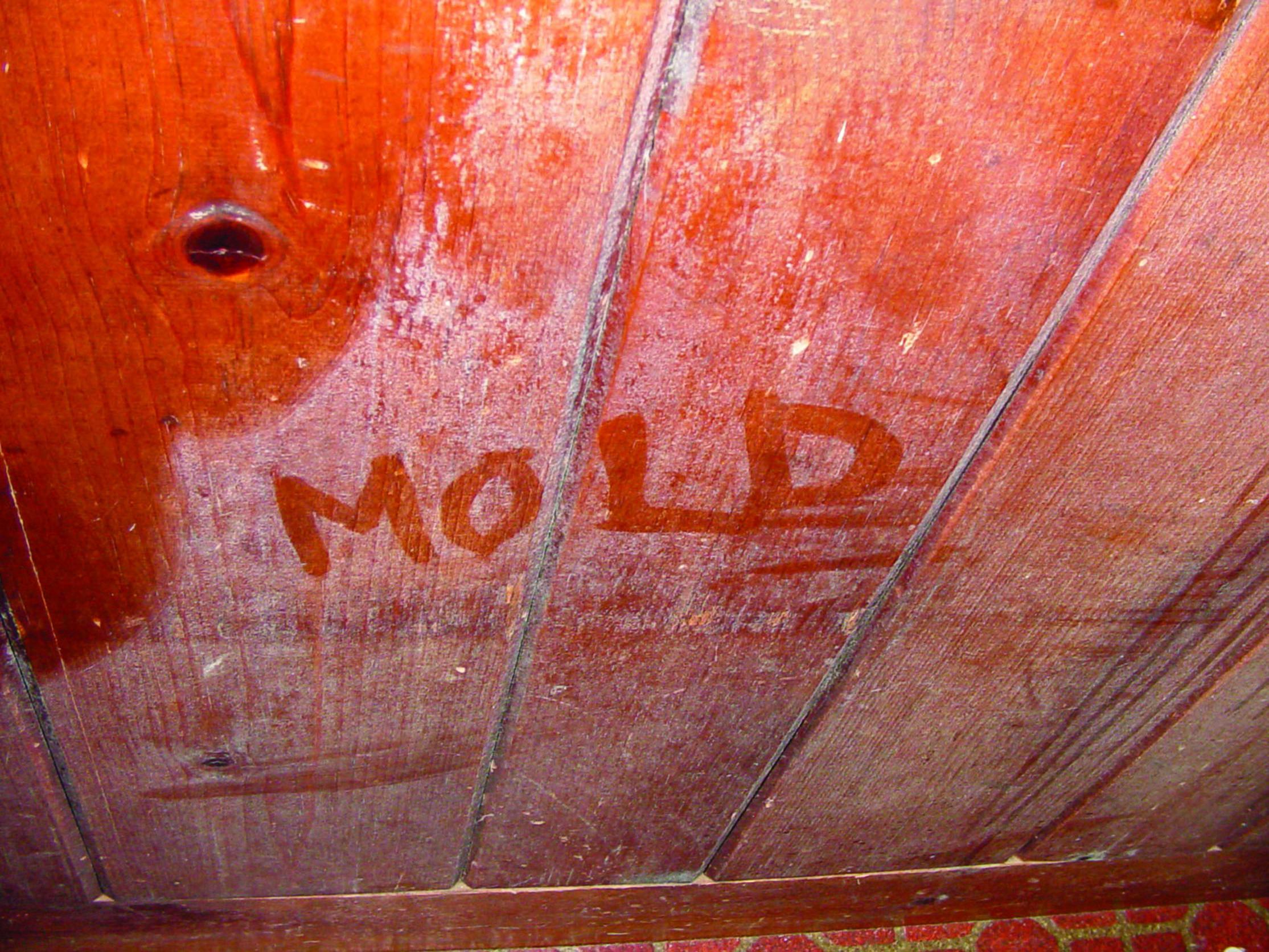 Wood Rot